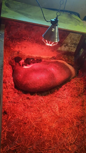 Porci bazna - imagine 3