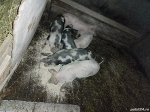 Purcei de vânzare  - imagine 3