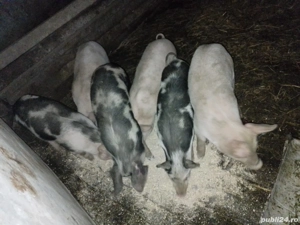 Purcei de vânzare  - imagine 2