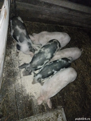 Purcei de vânzare  - imagine 4