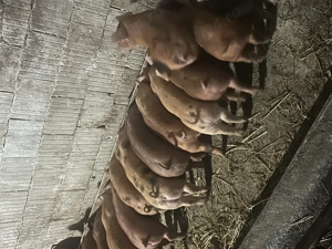 Purceii de vânzare !  - imagine 2