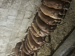 Purceii de vânzare ! 