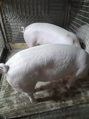 Vind porci rasa de carne Landras cu Marele Alb  - imagine 2