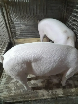 Vind porci rasa de carne Landras cu Marele Alb  - imagine 3