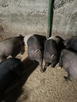 Porci de vânzare  - imagine 3