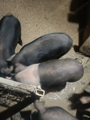 Porci de vânzare  - imagine 2