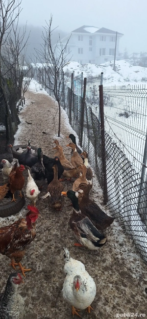 Vand rate vorbitoare  - imagine 2