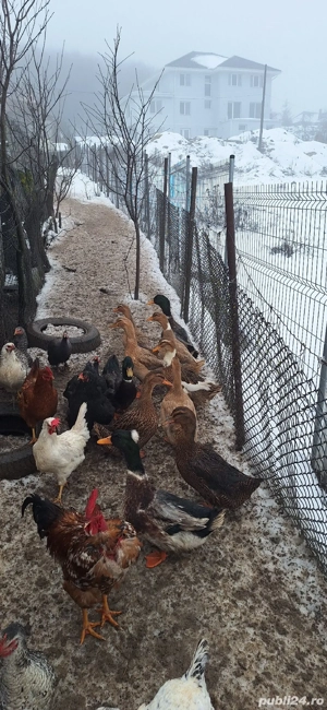 Vand rate vorbitoare  - imagine 3