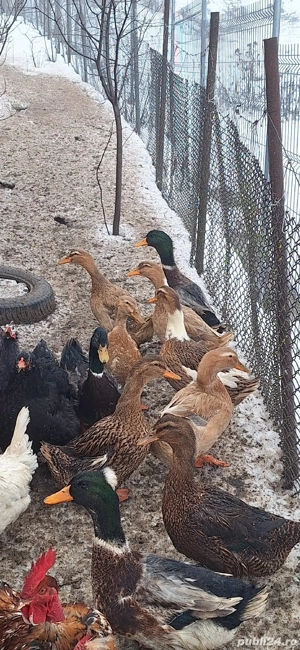 Vand rate vorbitoare  - imagine 4