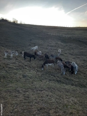 Oferta ferma de magarite schimb cu cherestea - imagine 2