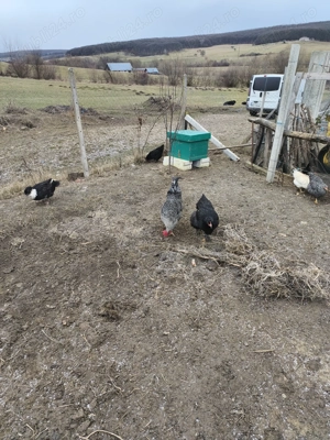 Cocoși de vânzare  - imagine 2