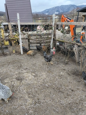 Cocoși de vânzare  - imagine 5