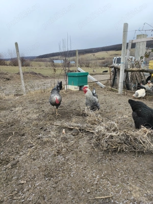 Cocoși de vânzare  - imagine 4