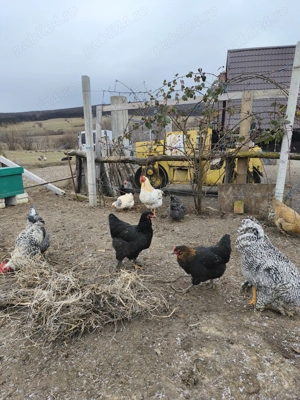 Cocoși de vânzare  - imagine 3