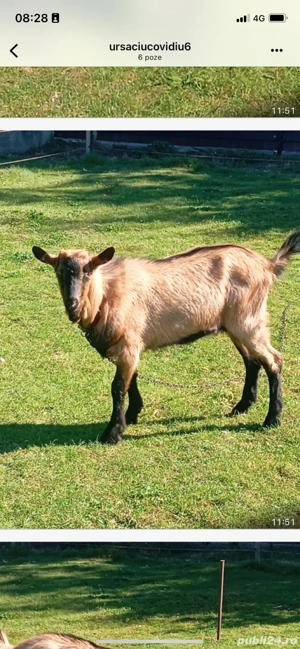 tapusor Alpin -Francez