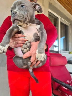 American bully pocket - imagine 3