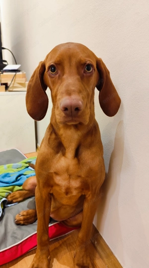 De vanzare un pui de 6 luni, caine de rasa Viszla cu carnet de sanatate, energic,afectiv si dragut. - imagine 3