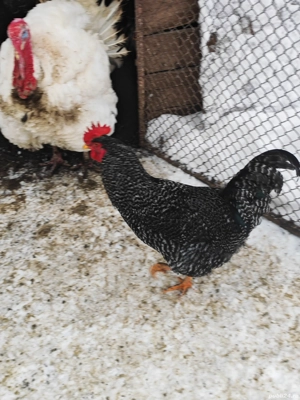 Vând sau schimb cocoș  - imagine 2