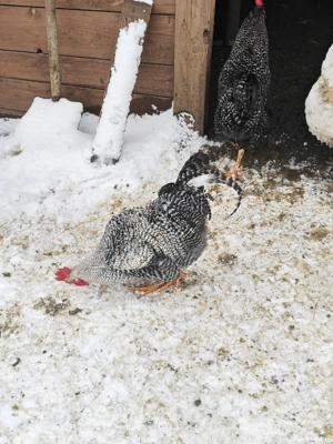 Vând sau schimb cocoș  - imagine 5