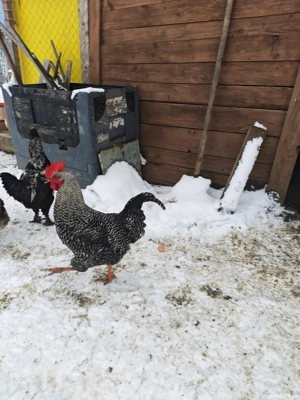 Vând sau schimb cocoș  - imagine 4