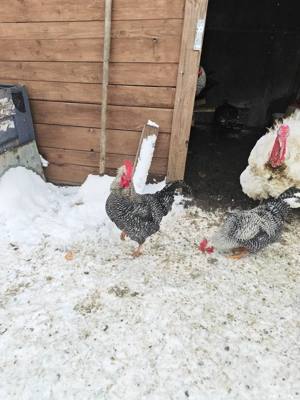 Vând sau schimb cocoș  - imagine 3