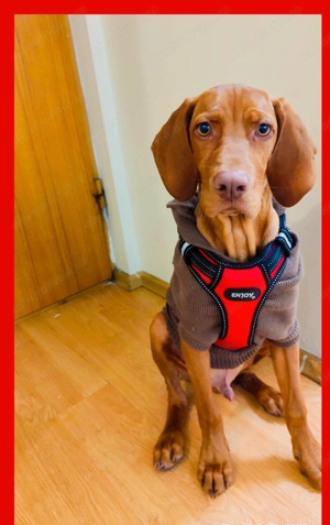 De vanzare un pui de 6 luni, caine de rasa Viszla cu carnet de sanatate, energic,afectiv si dragut. - imagine 4