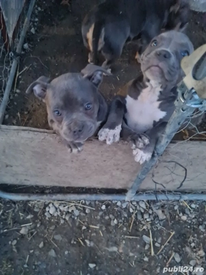 American bully pocket - imagine 5