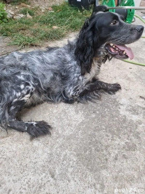 Vand femela Setter englez - imagine 2