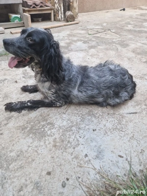 Vand femela Setter englez - imagine 4