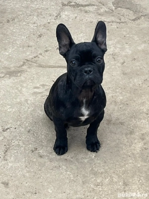 Buldog francez de vânzare 