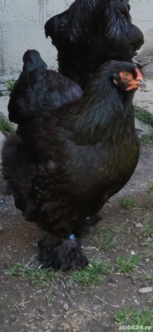 Gaini Brahma - imagine 4