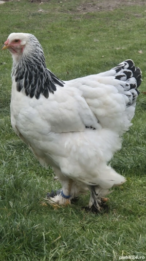 Gaini Brahma - imagine 3