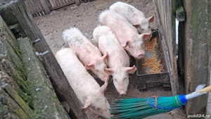 Purceluși de vânzare  - imagine 2