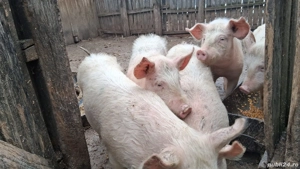 Purceluși de vânzare  - imagine 3