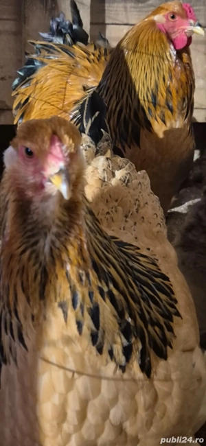 Gaini Brahma - imagine 2