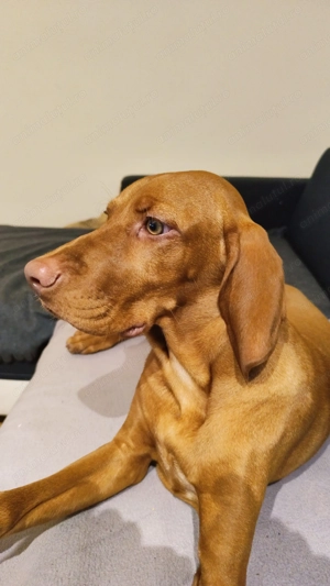 De vanzare un pui de 6 luni, caine de rasa Viszla cu carnet de sanatate, energic,afectiv si dragut. - imagine 5