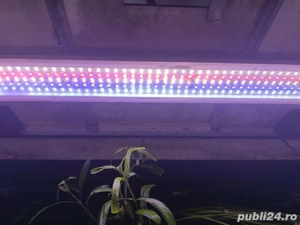 Acvariu plantat complet