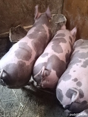 Vând purcei pietreni