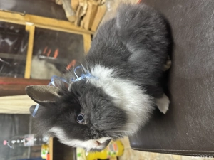 Caută casă nouă  - imagine 2