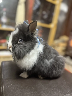 Caută casă nouă  - imagine 3