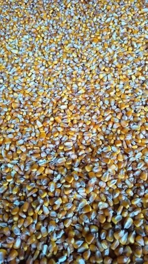 porumb recoltat recent