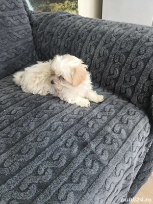  Bichon de vanzare - imagine 2