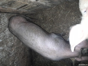 Porci de vânzare  - imagine 2