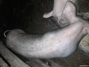 Porci de vânzare  - imagine 3