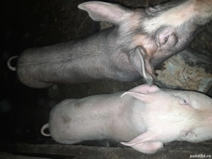 Porci de vânzare  - imagine 4