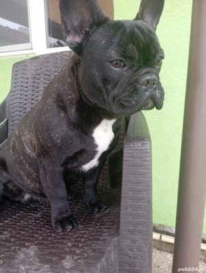 bulldog francez 