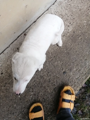 Donez Cățel Labrador  - imagine 2