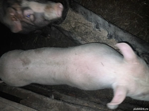 Porci de vânzare 