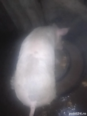 vand purcel - imagine 2