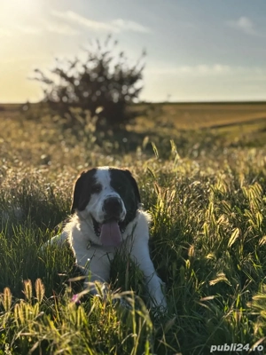 mascul de asia centrala  - imagine 3